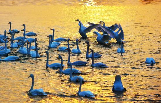 迅速崛起的國家級開發(fā)區(qū)--第十三屆全國重點(diǎn)網(wǎng)媒河北行走進(jìn)曹妃甸