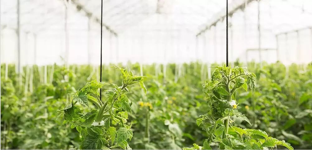 國(guó)家農(nóng)業(yè)科技園區(qū)發(fā)展規(guī)劃2018-2025年