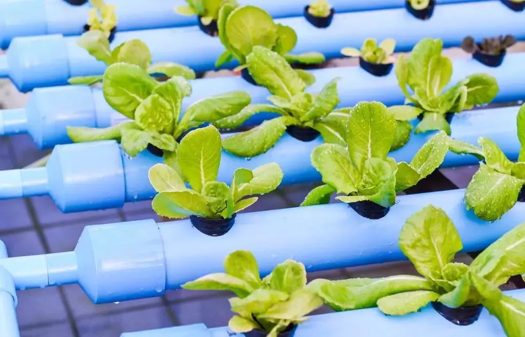 國家要重點建設1000個鄉村振興示范村鎮