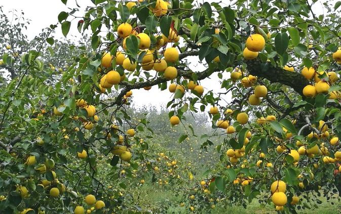 六、中國特色農產品優(yōu)勢區(qū)創(chuàng)建