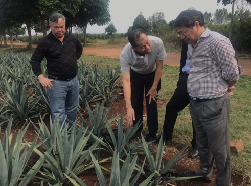 “中國(guó)劍麻之鄉(xiāng)”湛江農(nóng)墾，積極創(chuàng)建國(guó)家現(xiàn)代農(nóng)業(yè)產(chǎn)業(yè)園