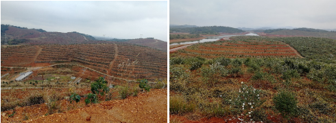 “中國(guó)油茶之鄉(xiāng)”—祁陽開啟國(guó)家現(xiàn)代農(nóng)業(yè)產(chǎn)業(yè)園發(fā)展新篇章