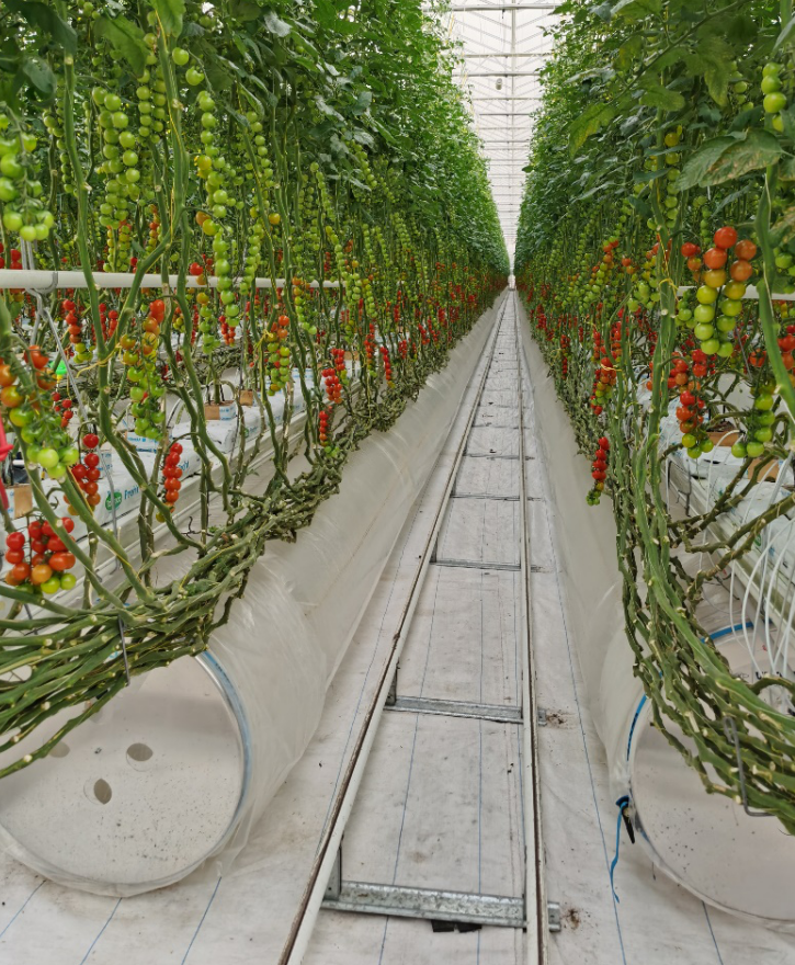 依托非耕地高效設施農業，民樂縣著力打造特色戈壁農業國家現代農業產業園