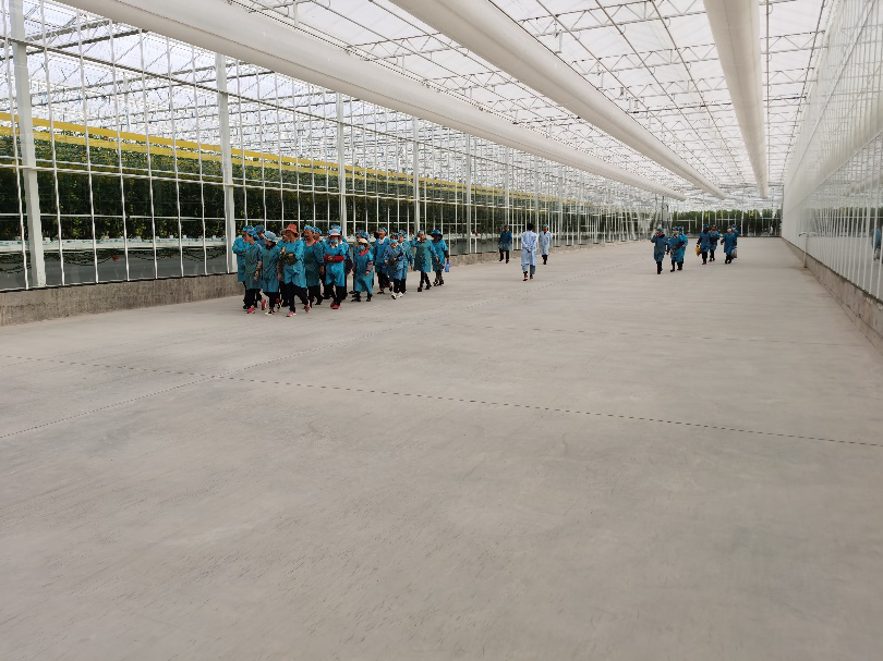 依托非耕地高效設施農業，民樂縣著力打造特色戈壁農業國家現代農業產業園