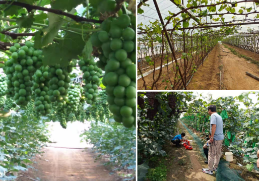 中國“水果之鄉、海蜇之鄉”蓋州市積極爭創國家現代農業產業園