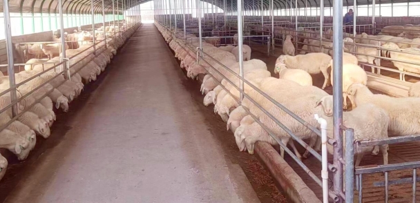 我院助力山西省曲沃縣創(chuàng)建國家現(xiàn)代農(nóng)業(yè)產(chǎn)業(yè)園